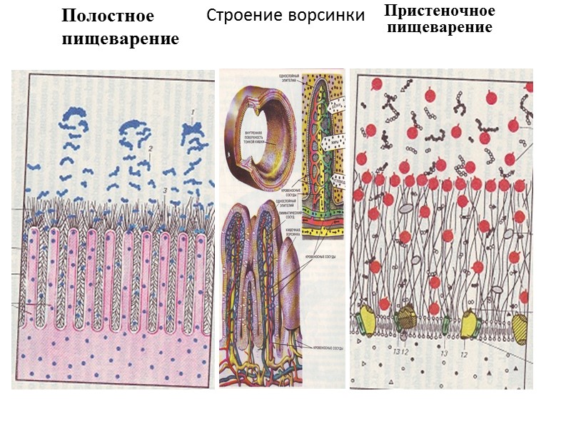 Полостное пищеварение  Пристеночное пищеварение  Строение ворсинки
